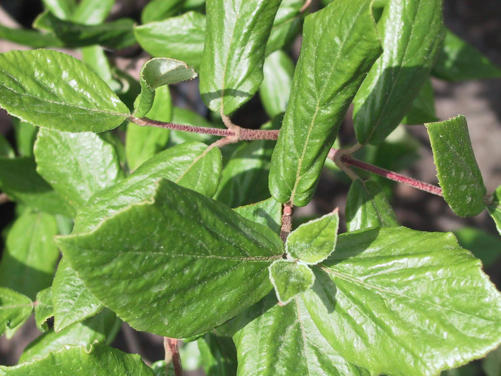 Viburnum burkwoodii 03 junges Laub.jpg